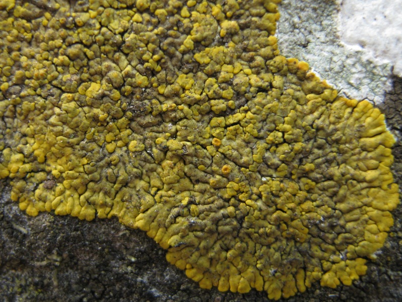 Caloplaca: Da determinare